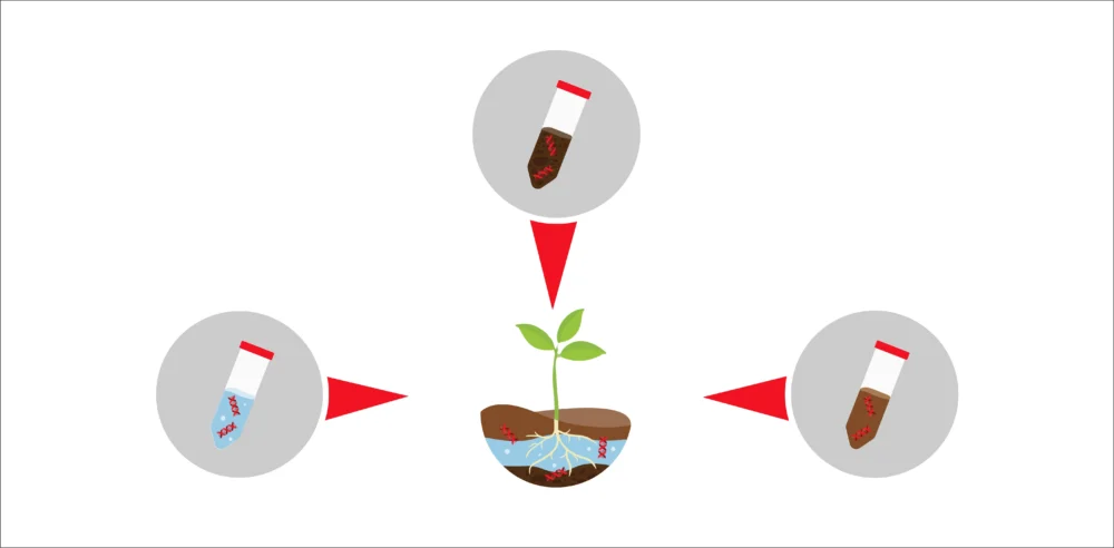 Illustration of the eDNA testing process showing test tubes collecting soil and water samples from a growing plant